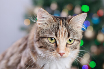 Cat sits on the background of Christmas lights. Cute Cat near the New Year tree with decoration. Kitten close-up. Merry Christmas. Pets. Shiny stars. Home pet. Kitten with green eyes. Holiday. Winter