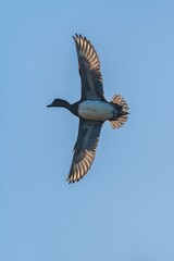 Male of Eurasian Wigeon, Mareca penelope in flight in an environment, Devon, England