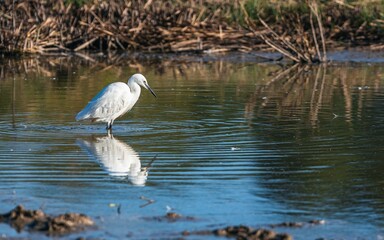 Little Egret, Egretta garzetta in an environment, Devon, England