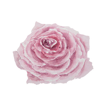 Watercolor hand drawn vintage pink rose isolated on white background.