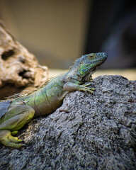 Naklejka na ściany i meble Relaxed green iguana at the zoo