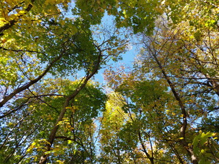 Autumn colorful foliage in the forest