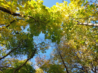 Autumn colorful foliage in the forest