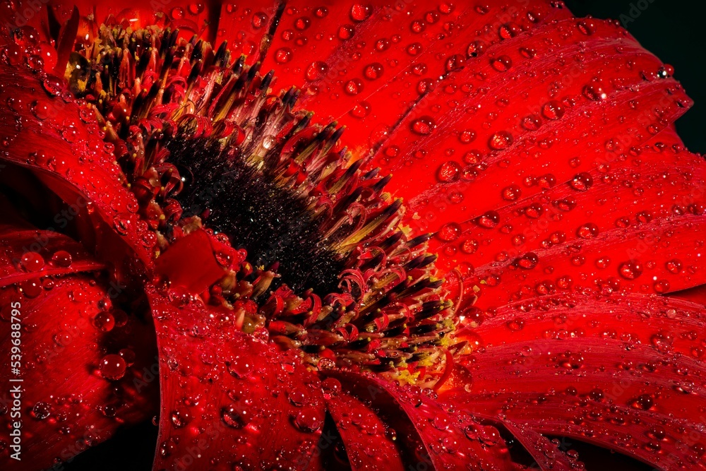 Wall mural Closeup macro photography of a red Transvaal daisy flower plant with water drops on it