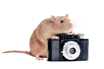Close-up portrait of a rat photographer isolated on white