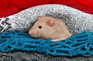 Close-up portrait of a rat sitting between knitted plaids