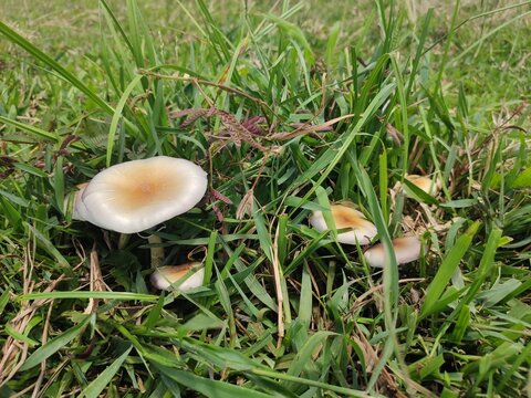 Psilocybe cubensis mushrooms in the grass (magic mushrooms)