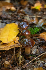 Champignons