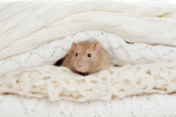 Small decorative rat sitting between knitted plaids