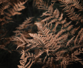 Dried brown fern leaves on a dark background