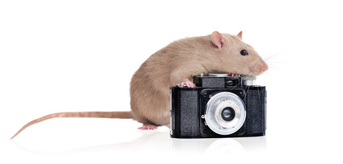 Wide banner with a rat with retro camera isolated on white