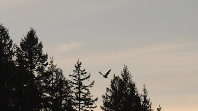 Bald Eagle flying in the wild in slow motion, silhouetted against the sunset. Eagle flying past trees in silhouette.