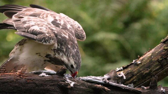 Close-up Common Buzzard Eating Fresh Meat on a Branch Flapping Wings Victorious