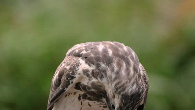 Common Buzzard, Focused Bird of Prey Eating Meat and Feathers of Captured Victim, Close-Up