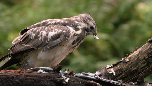 Bird of Prey Dismembering its Victim with Claws, Eating meat in the Wild Nature, Common Buzzard, Buteo Buteo