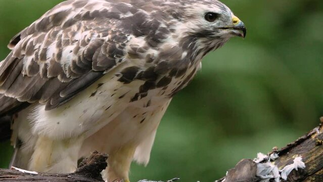 Macro close up of wild Common Buzzard eating fresh prey perched on branch in wilderness - slow motion shot 