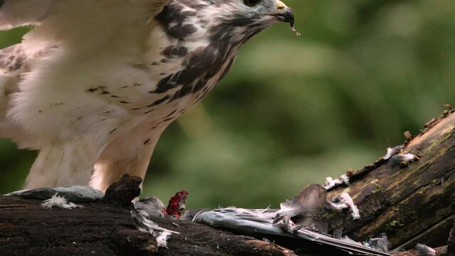 Buteo Common Buzzard Bird Of Prey Enjoys Eating Freshly Hunted Red Meat Close-up, Natural Behavior of Wild Birds