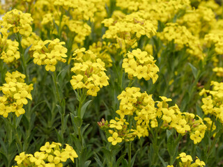 Fototapeta premium Yellow tree flax flowers in a garden