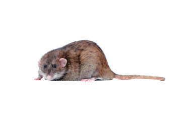 Dark brown rat laying against white background