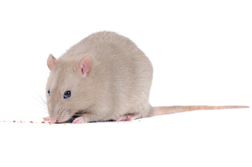 Grey rat eating food against white background