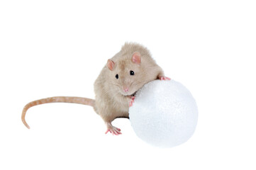 Grey rat holding the snowball against white background