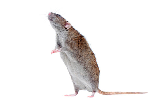 Curious rat standing on hind legs isolated on white