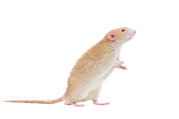 Red eyed rat begging on hind legs side view picture