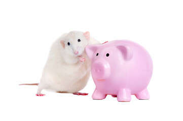 White rat standing next to piggy bank isolated on white