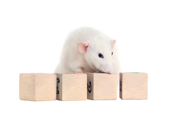 Fototapeta premium White rat standing on wooden toy blocks