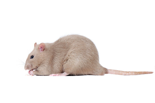 Side view picture of a grey rat eating food
