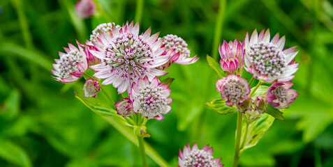 Beautiful flowers in the garden with green background