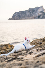 young white cat in a blue harness on a rocky beach with the sea and the rock of Ifach in the background