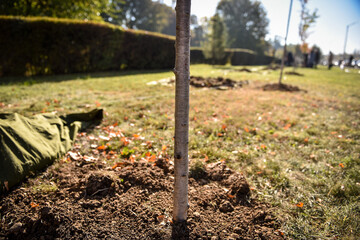 Tree planting action showing a sapling who just got planted