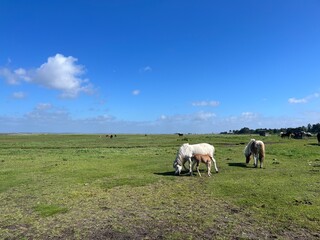 Fototapeta premium Beautiful domestic horses in the green field