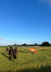 Beautiful domestic horses in the green field