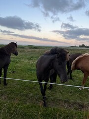 Beautiful domestic horses in the green field