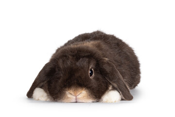 Handsome dark brown lop eared rabbit, bunny  laying down flat facing front. Looking straight to...