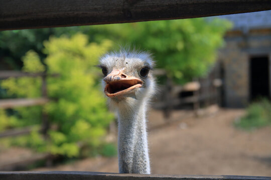 Funny ostrich muzzle close-up.