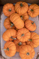 Colourful assortment of pumpkins, squashes and gourds