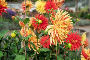 dahlia blooms in a sunny autumn day in the garden