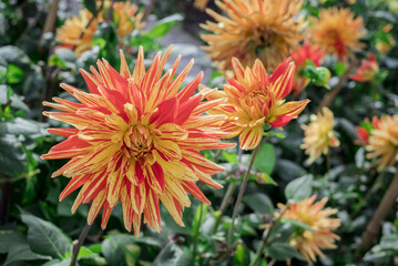 dahlia blooms in a sunny autumn day in the garden