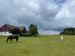 Fototapeta na wymiar Beautiful domestic horses in the green field