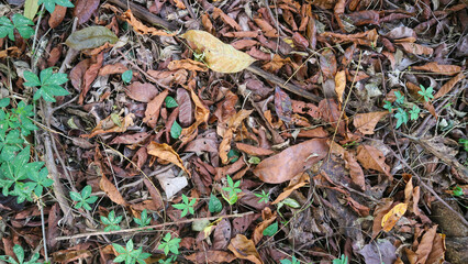 the dry leaves that have fallen from the trees above the ground