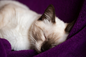 Fototapeta na wymiar Siamese kitten sleeping peacefully.