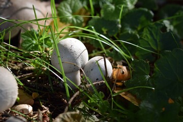 Young agaricus growing out off the forest floor.