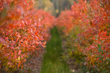 Blueberry plants -  fruit plantation -  rows of high bushes with red leaves in autumn. Vaccinium corymbosum, the northern highbush blueberry.