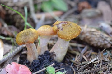 Young armillaria growing out off the forest floor.