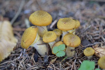 A group of young armillaria growing out off the forest floor.