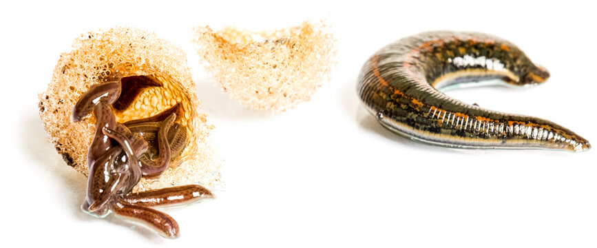 Leech cocoons and baby leeches on leech farm or laboratory. Hirudo therapy background