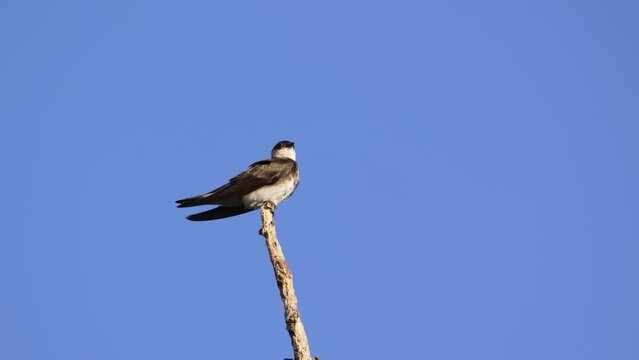 Brown-Chested Martin (Progne Tapera) Takes flight off sparse branch against blue sky